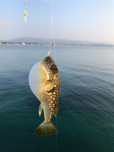 コモンフグの釣果