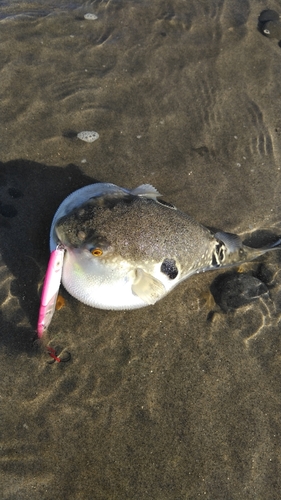 トラフグの釣果