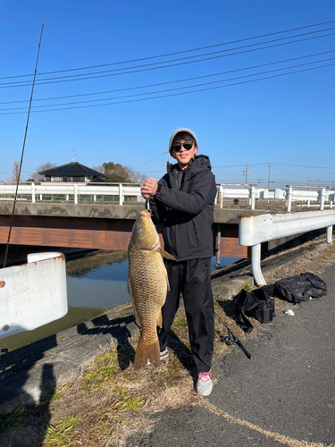 コイの釣果