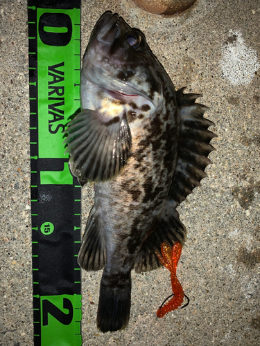 クロソイの釣果