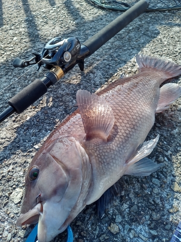 カンダイの釣果