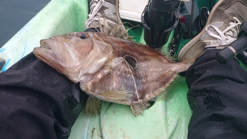 マトウダイの釣果