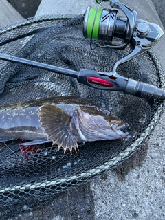 アイナメの釣果