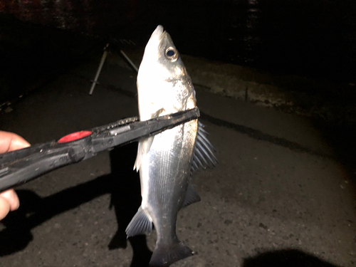 セイゴ（マルスズキ）の釣果