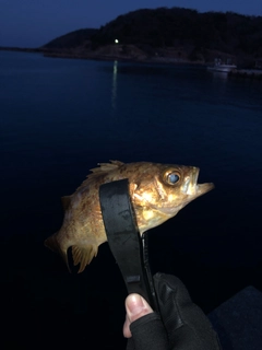 メバルの釣果