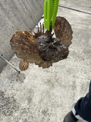 オニオコゼの釣果