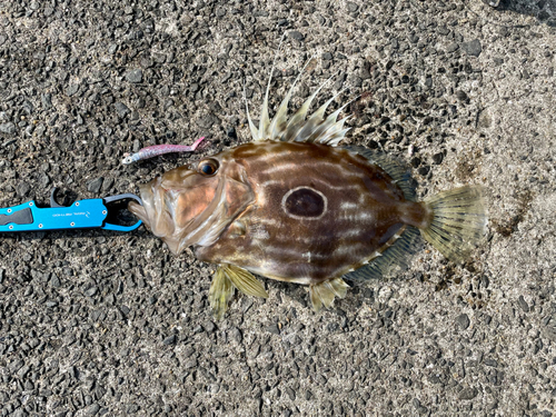 マトウダイの釣果