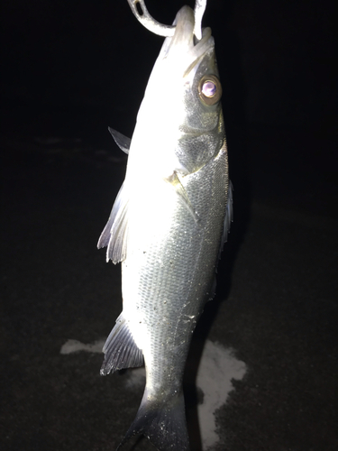 セイゴ（ヒラスズキ）の釣果