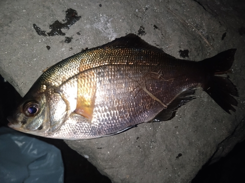 ウミタナゴの釣果