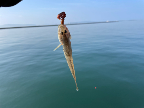 ハゼの釣果