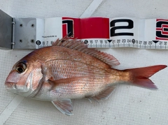 マダイの釣果