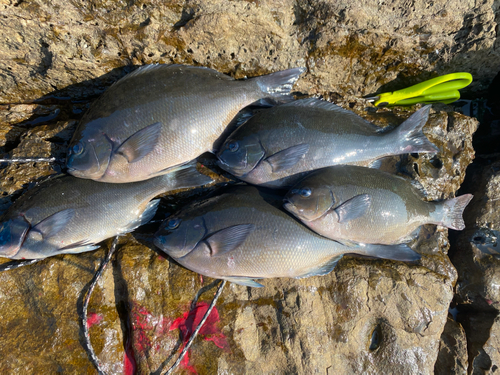 メジナの釣果