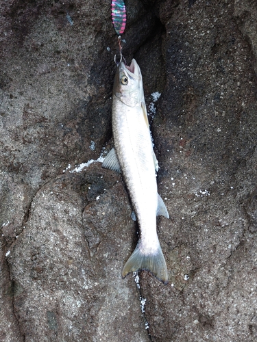 アメマスの釣果