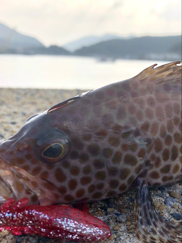 オオモンハタの釣果