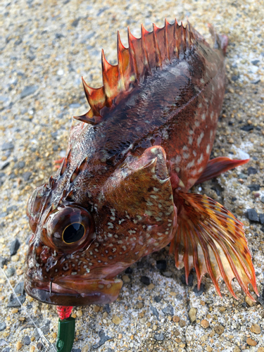 カサゴの釣果