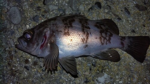 メバルの釣果