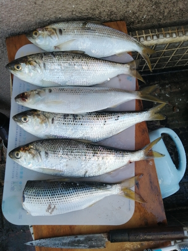 コノシロの釣果