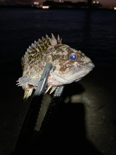 クロソイの釣果