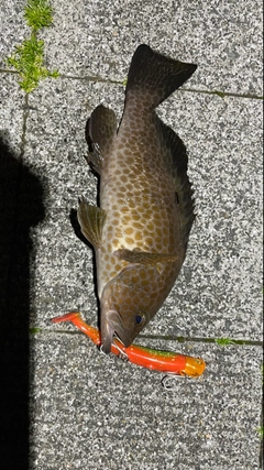 オオモンハタの釣果