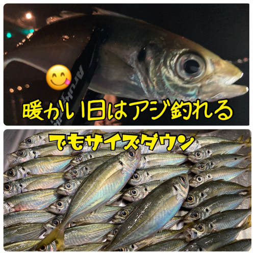 アジの釣果