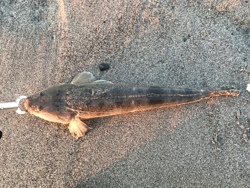 マゴチの釣果