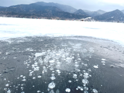 ワカサギの釣果