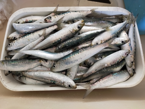 イワシの釣果