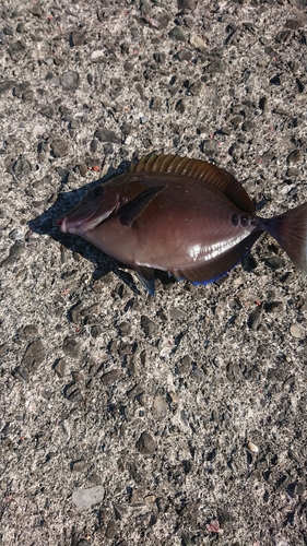 サンノジの釣果