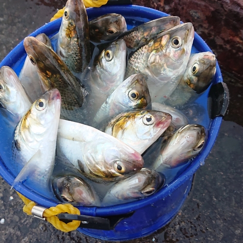 コノシロの釣果