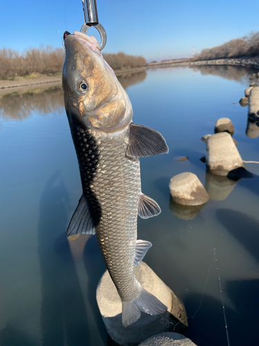 ニゴイの釣果