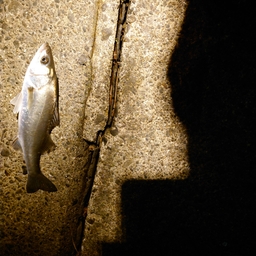 アングラー浜っ子の釣果