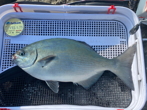 イスズミの釣果