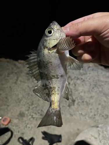 メバルの釣果