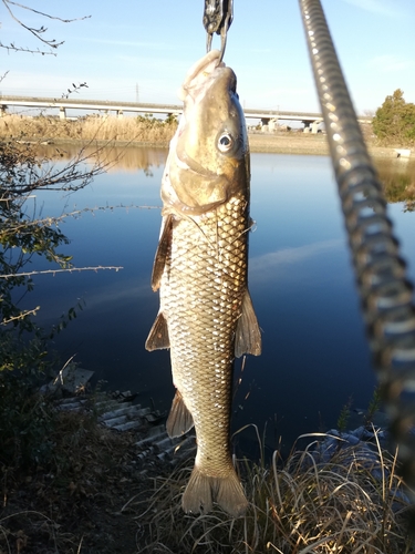 ニゴイの釣果