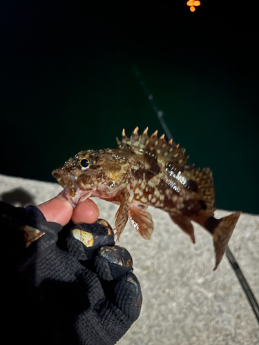 アラカブの釣果