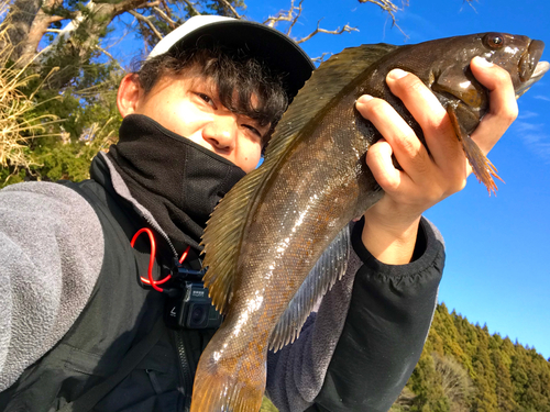 アイナメの釣果