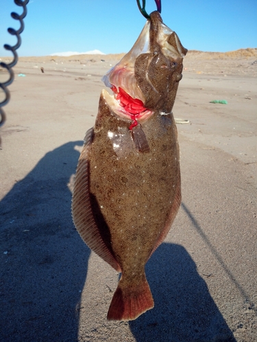 ヒラメの釣果