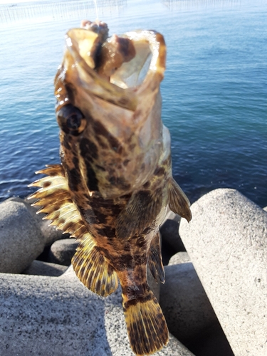 カサゴの釣果