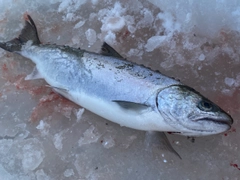 サクラマスの釣果