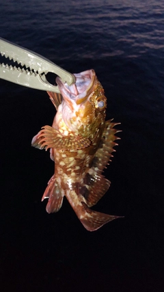 カサゴの釣果