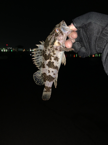 クロソイの釣果