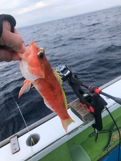 ヒメコダイの釣果