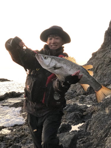 ヒラスズキの釣果