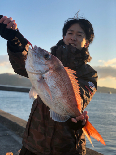 マダイの釣果