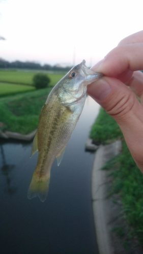 ラージマウスバスの釣果