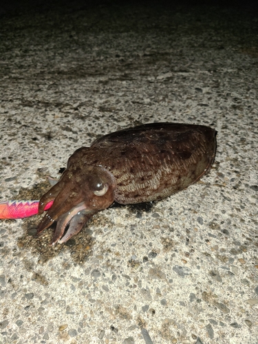 コウイカの釣果