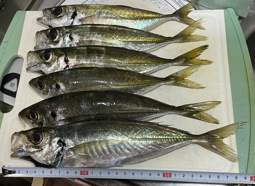 アジの釣果