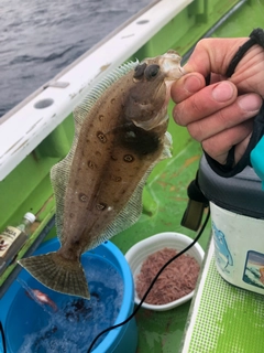 タマガンゾウビラメの釣果