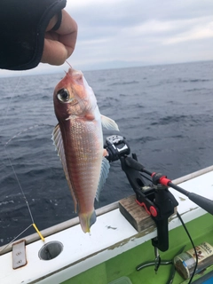 アマダイの釣果