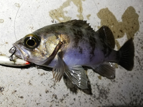 メバルの釣果